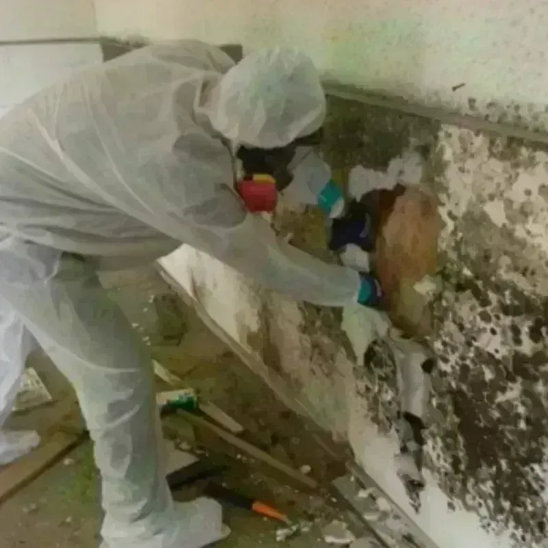 Mold Remediation and Removal in Dedham, ME